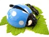 Beetle mini air purifier